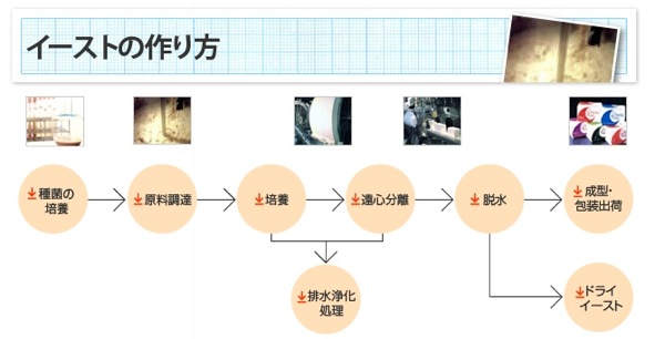 イーストって体に悪いの？酵母との違いは？イーストの風評被害について