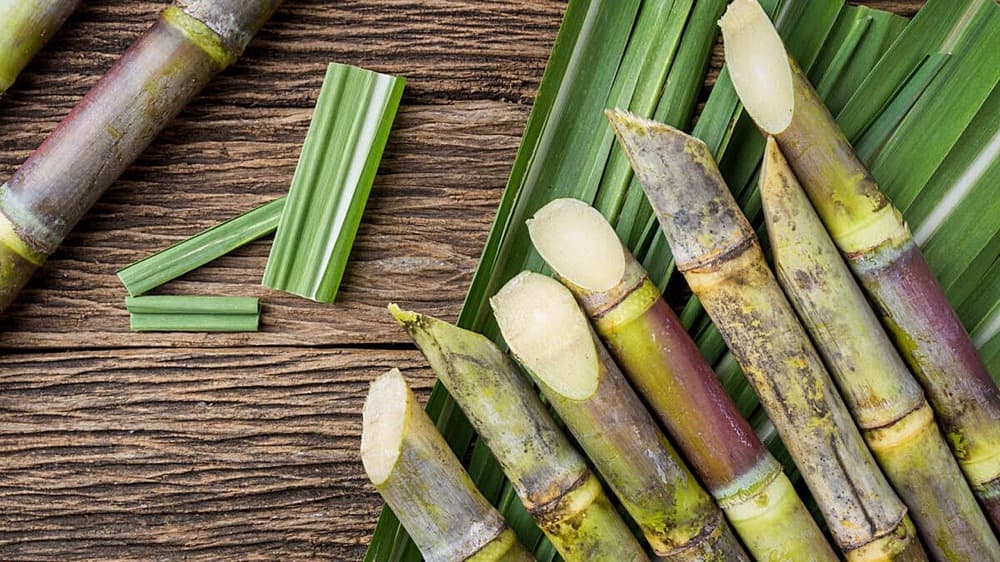 白砂糖は体に悪い 卵 乳アレルギー対応パンのtonton 白砂糖は体に悪い 卵 乳アレルギー対応パンのtonton