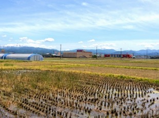 お店のある能美市のほとんどは田畑か山です。