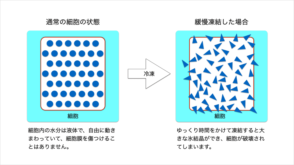 緩慢凍結したときの細胞の変化