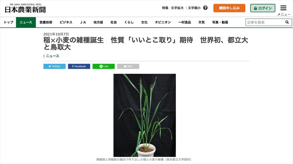 稲×小麦の雑種誕生　性質「いいとこ取り」期待　世界初、都立大と鳥取大 | 日本農業新聞