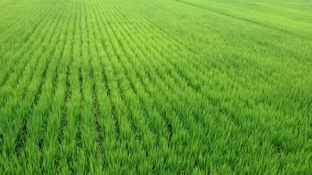 日本のお米は安全かと聞かれれば、それも怪しいです。