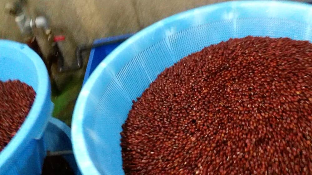 甘さ控えめ、心に残る一口を。トントンが作る“あんパン”物語 | アレルギー対応パンのtonton