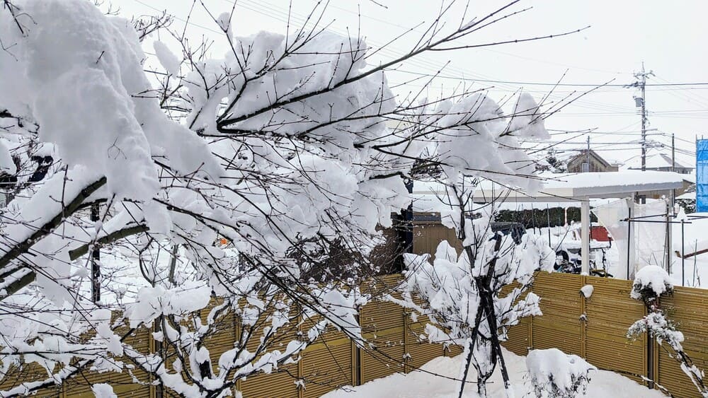 【重要】大雪による配送遅延のお知らせと、確実にお受け取りいただくために。 | アレルギー対応パンのtonton