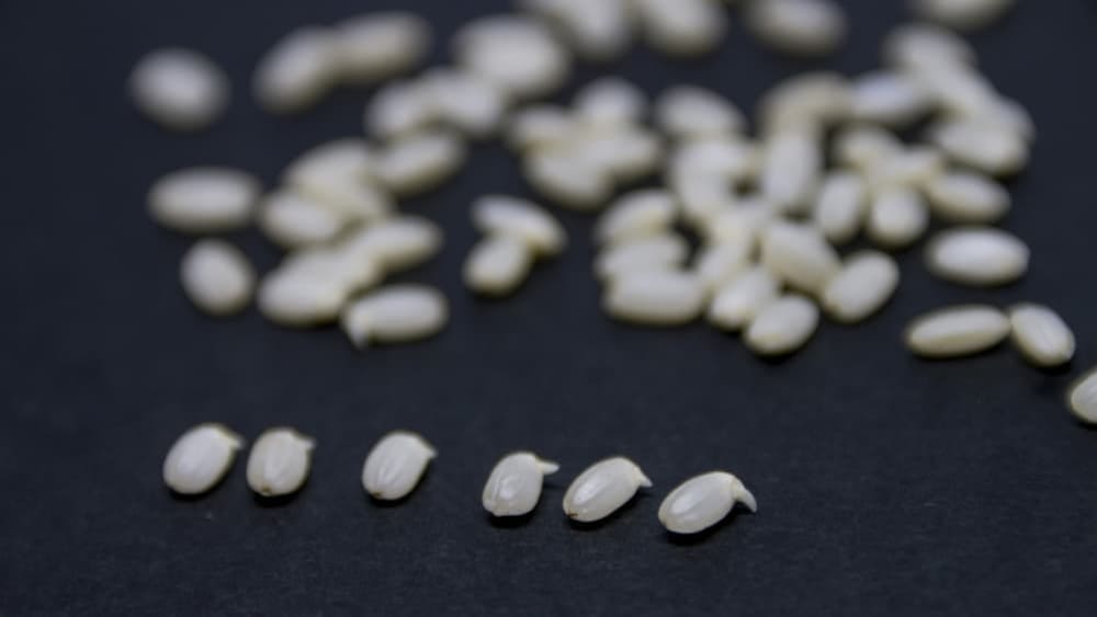 体に優しくて美味しい。tontonが「発芽玄米」を生地に練り込む理由 | アレルギー対応パンのtonton