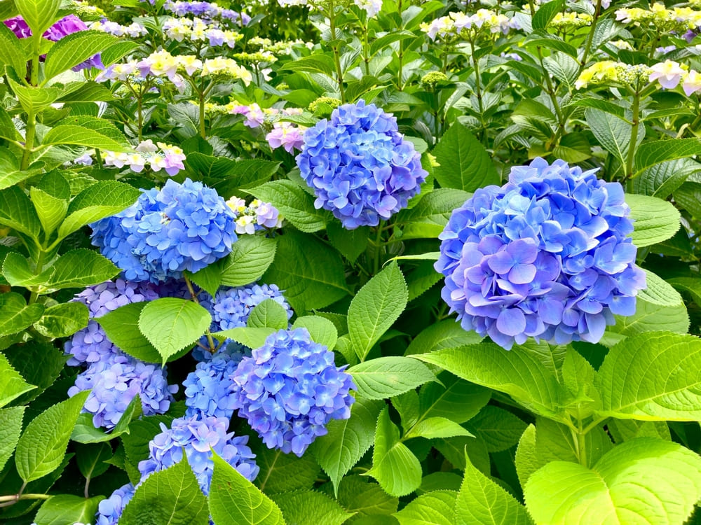 泣きっ面に蜂、やってしまいました。賞味期限ギリギリ商品、半額で引き取ってもらえませんか? | アレルギー対応パンのtonton