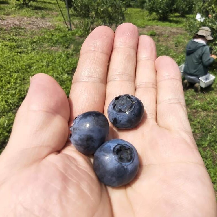 大粒で、力強い。能登のブルーベリーでパンを作りたい。"